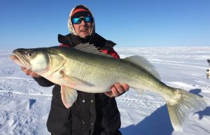 Ice Fisherman with huge Lake Winnipeg Trophy Walleye