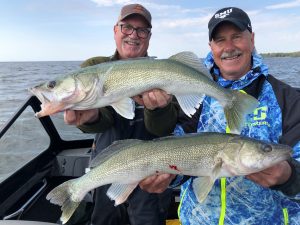 2 exciting anglers holding to large lake winnipeg greenback walleye